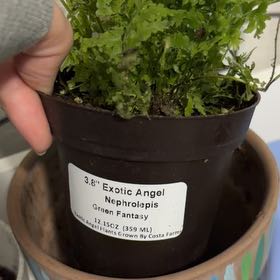 Photo of the plant species Lemon Button Fern by @WinZzplant56 named Foxxy on Greg, the plant care app