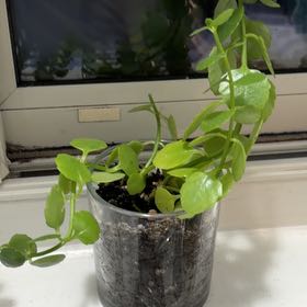 Photo of the plant species Creeping Groundsel by @WinZzplant56 named Gates on Greg, the plant care app