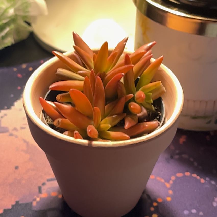 Photo of the plant species Sedum adolphi 'Helios' by @PoliteRoussea15 named Sol on Greg, the plant care app
