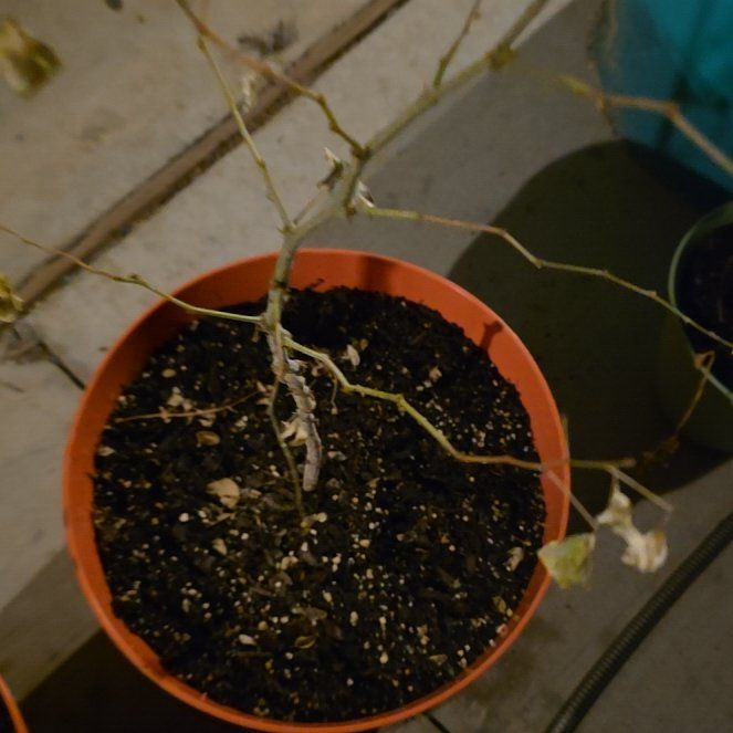 Photo of the plant species Guamuchil by @QuietFernmoss81 named Kobe on Greg, the plant care app