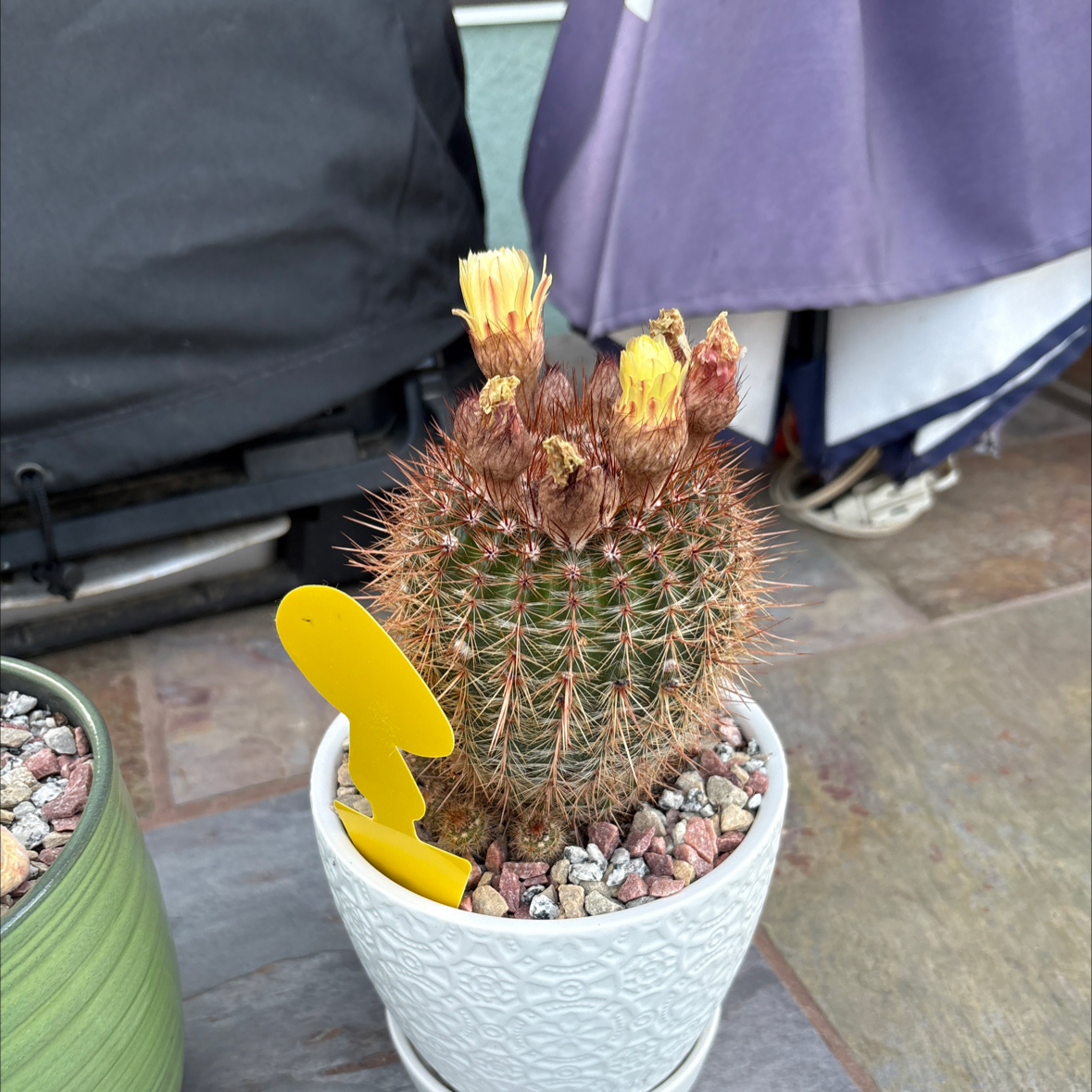 Photo of the plant species Silver Ball Cactus by @HoneyedTearose1 named Leonardo on Greg, the plant care app