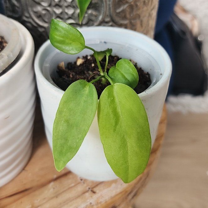 Photo of the plant species Palidiforum by @JarvisKear named Lanky on Greg, the plant care app