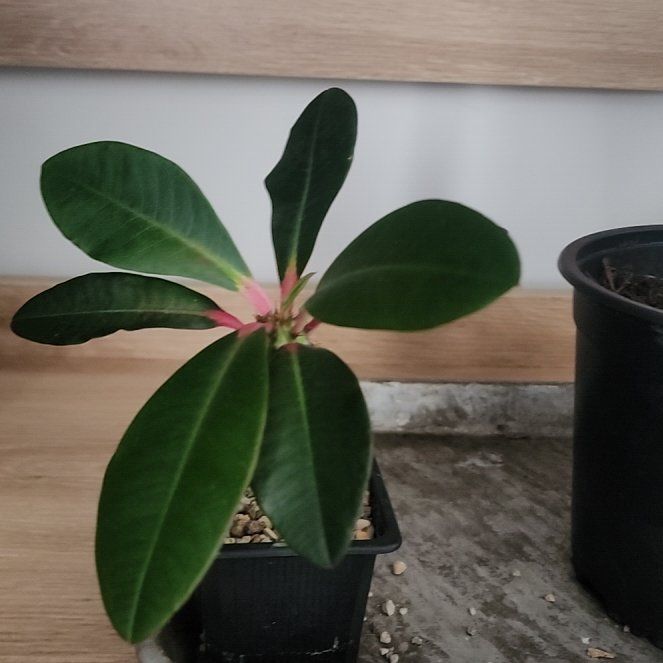 Photo of the plant species Euphorbia viguieri var. ankarafantsiensis by @JarvisKear named Queen on Greg, the plant care app