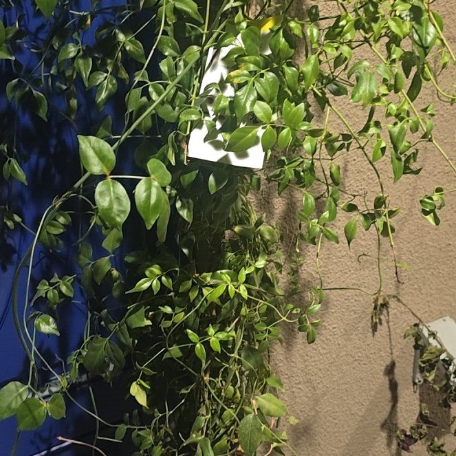 Photo of the plant species Bowerplant by @UltraNapaea63 named Sol on Greg, the plant care app