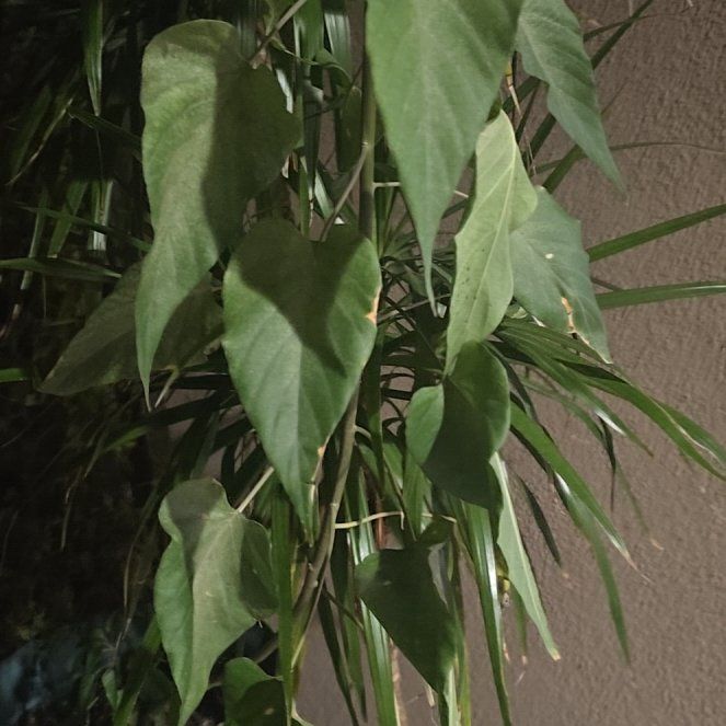 Photo of the plant species Bush Morning Glory by @UltraNapaea63 named Naomi on Greg, the plant care app