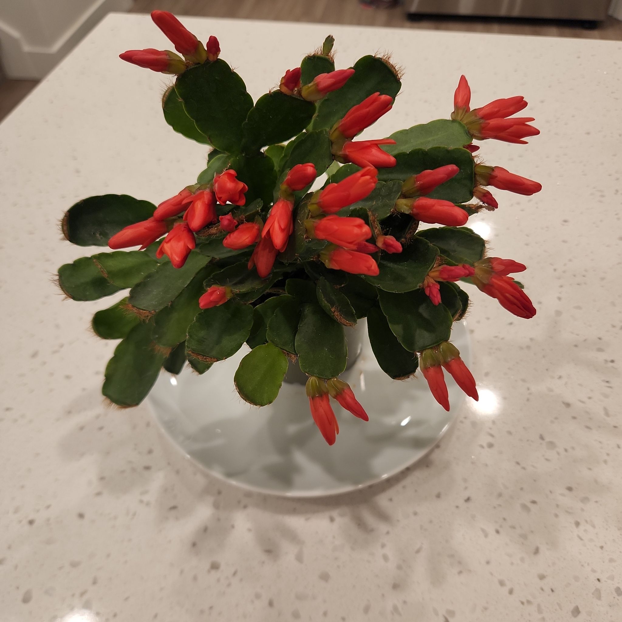 Photo of the plant species Assorted Rhipsalidopsis by @PrizeMastic77 named Kesha on Greg, the plant care app