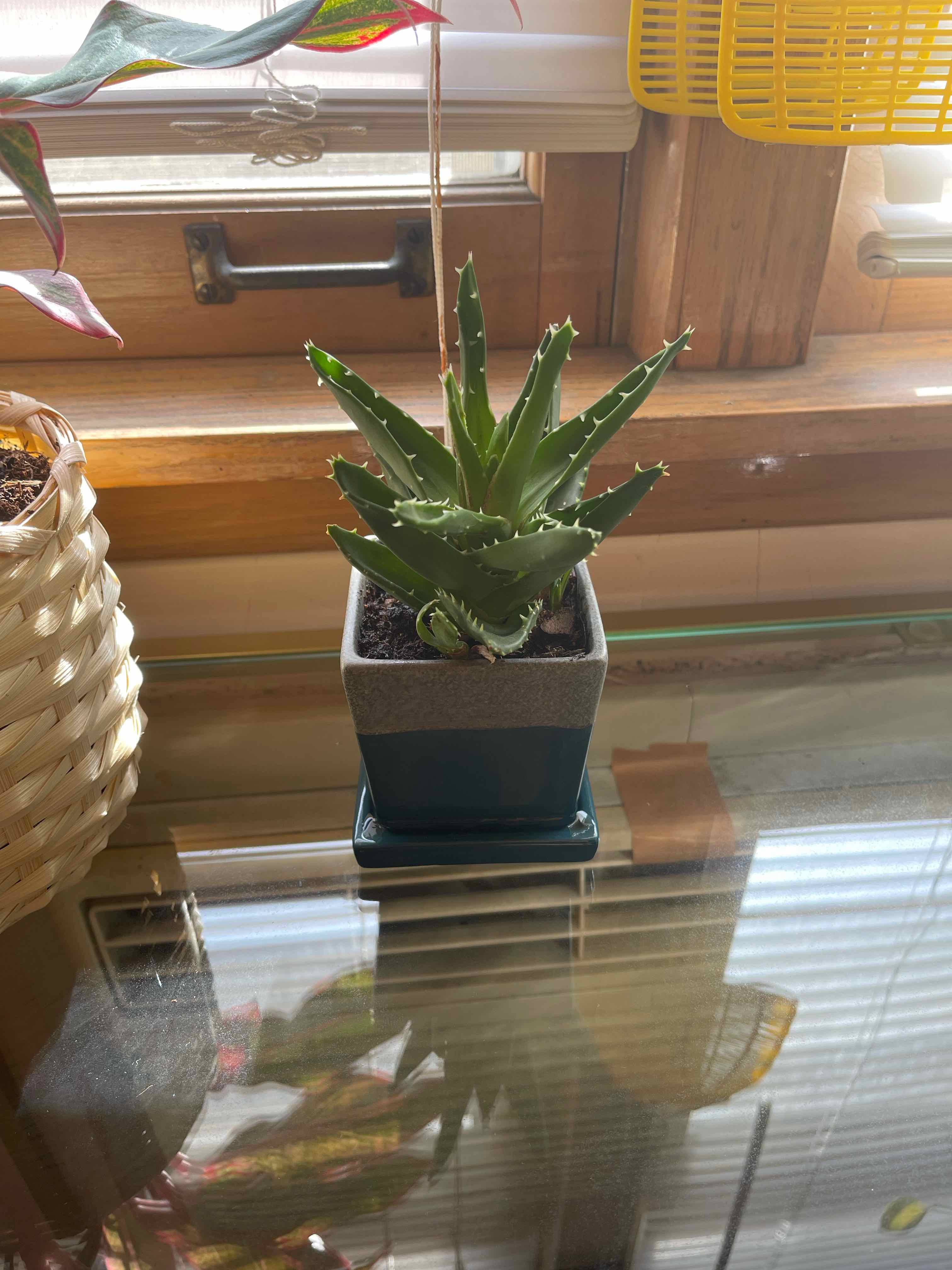 Cape Aloe plant in a small pot on a glass surface near a window.