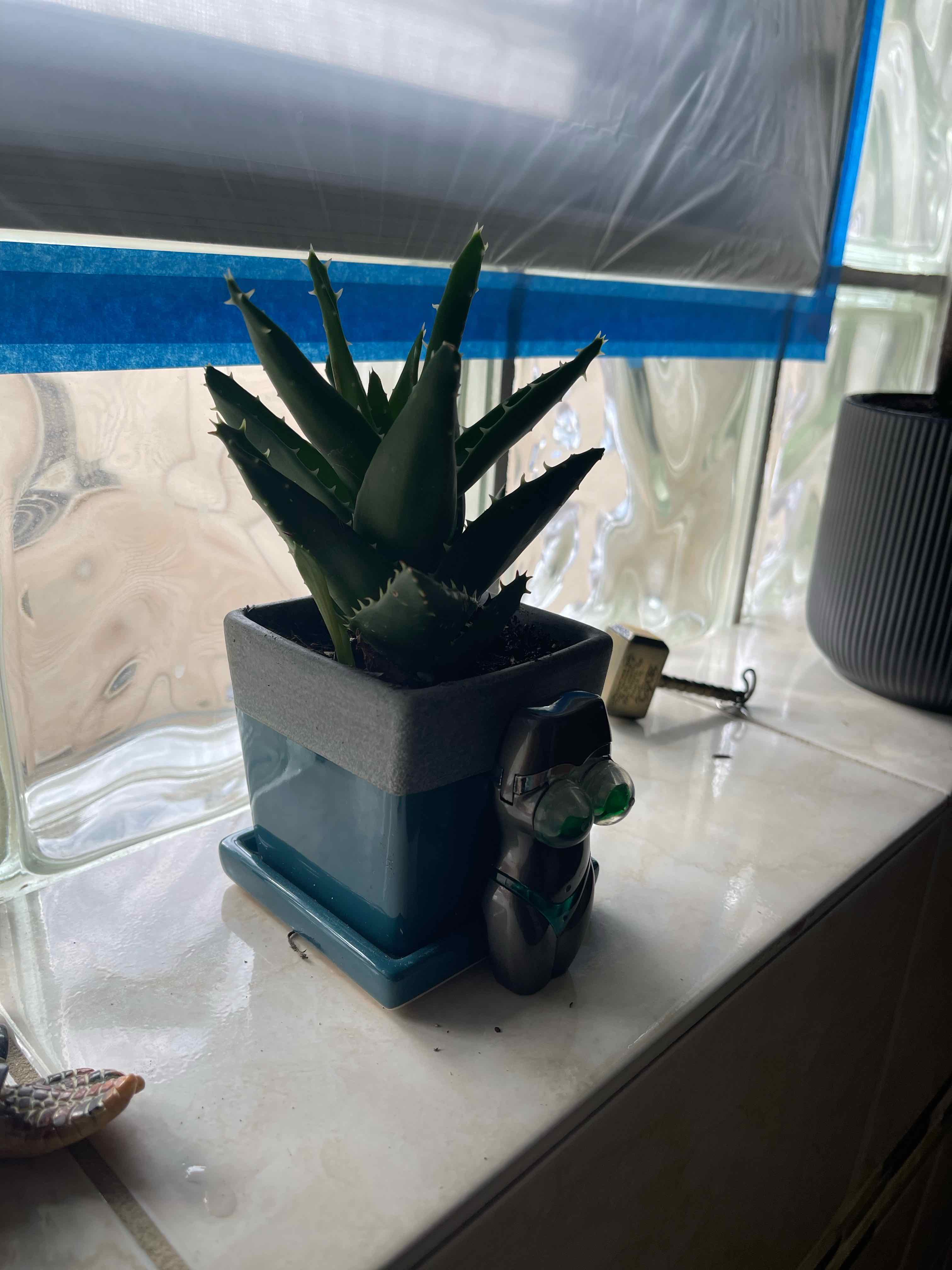 Cape Aloe plant in a pot on a windowsill with green leaves and no visible signs of disease.