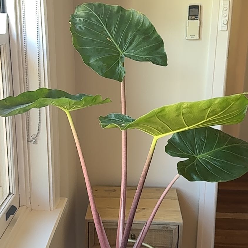 Photo of the plant species Alocasia Dragon by @ContentlyBonsi4 named LiloStitch on Greg, the plant care app