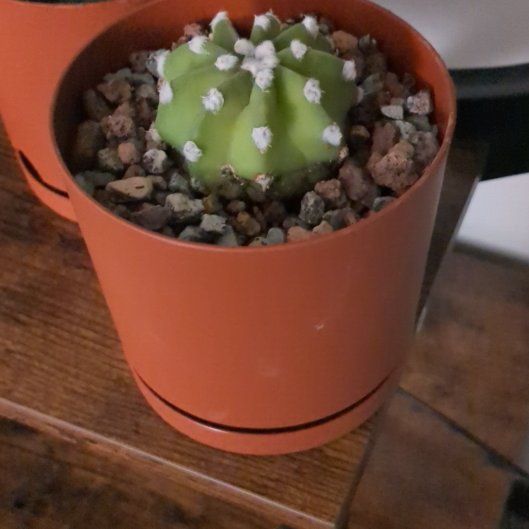 Photo of the plant species Domino Cactus by @benjiarloz named Oscar on Greg, the plant care app
