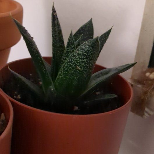 Photo of the plant species Aloe Gasteria Durban by @benjiarloz named Elle on Greg, the plant care app