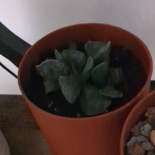 Photo of the plant species Plover Eggs 'Grey' by @benjiarloz named Walt on Greg, the plant care app