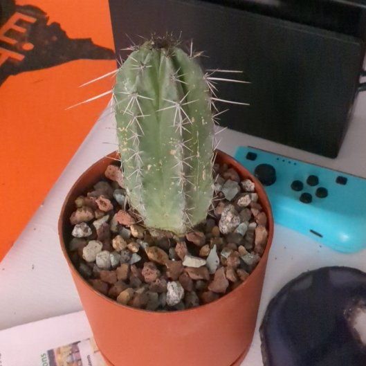 Photo of the plant species Polaskia chichipe by @benjiarloz named Sigmund on Greg, the plant care app