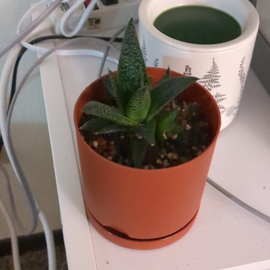 Photo of the plant species Aloe Gasteria Durban by @benjiarloz named Fernie Saunders on Greg, the plant care app