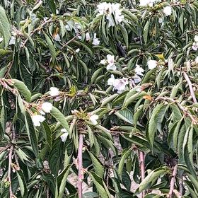 Photo of the plant species Sweet Cherry by @PetRambutan7 named Peter Parker on Greg, the plant care app