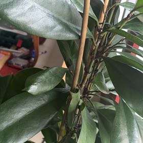 Photo of the plant species African Fig by @DifferentLemon8 named Ficus on Greg, the plant care app