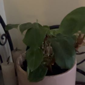 Photo of the plant species Philodendron Fuzzy Petiole by @AmazingCarrot51 named Navajo on Greg, the plant care app