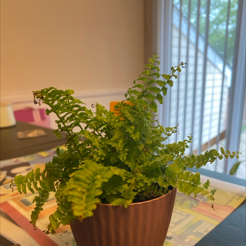 Photo of the plant species fluffy ruffle fern by @BigwigFilbert47 named Harper on Greg, the plant care app