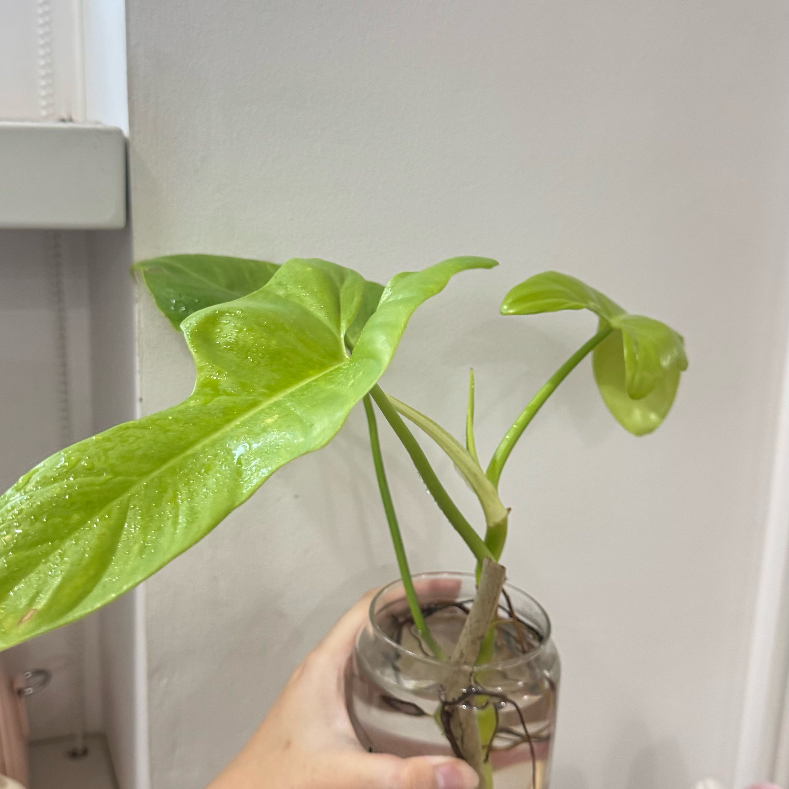Photo of the plant species Golden Violin by @WholeCorncob21 named Harper on Greg, the plant care app