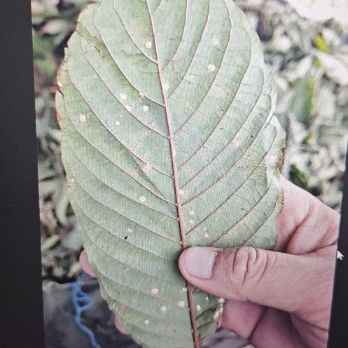 Photo of the plant species Kratom by @GlowingMedeola named Sage on Greg, the plant care app