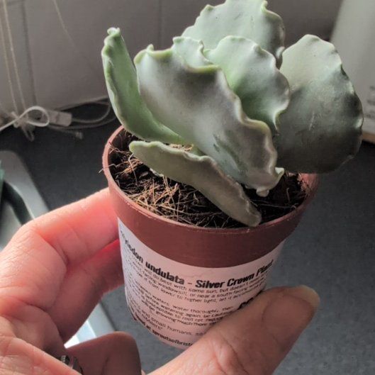 Photo of the plant species Silver Crown by @PropheticKoa89 named Homer on Greg, the plant care app