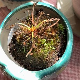 Photo of the plant species Cape Sundew by @YardSalad1 named Oscar on Greg, the plant care app