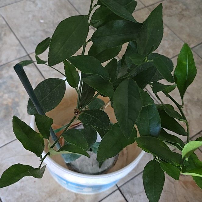 Photo of the plant species Bearss Lime by @NiceTagetes98 named Stella on Greg, the plant care app