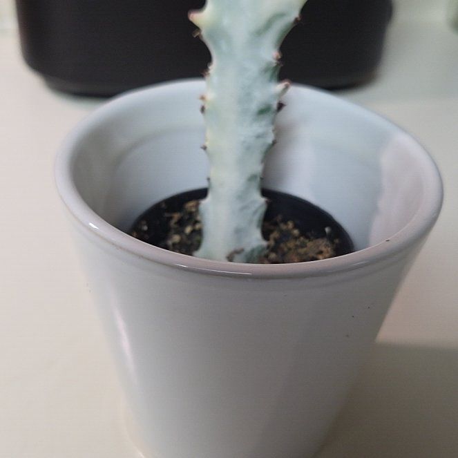 Photo of the plant species 'Ghost Cactus' by @BonusPlain65 named Chandela on Greg, the plant care app