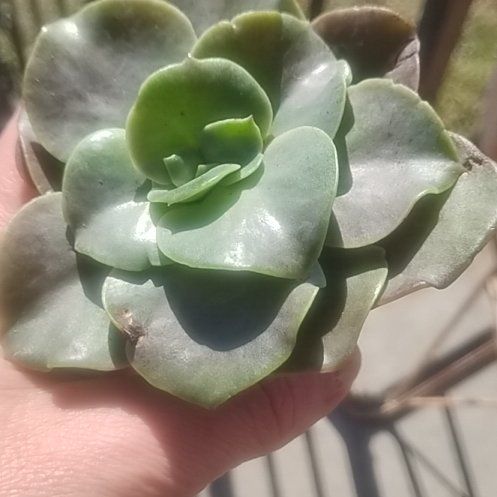 Photo of the plant species Echeveria 'Fireglow' by @StandupPepper56 named Foxxy on Greg, the plant care app