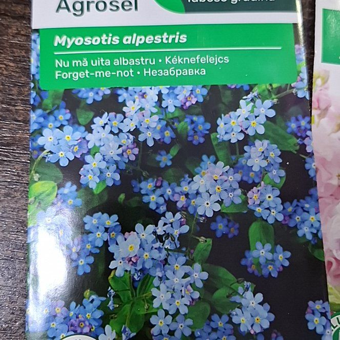 Photo of the plant species Asian Forget-Me-Not by @PotentPlain86 named Rihanna on Greg, the plant care app
