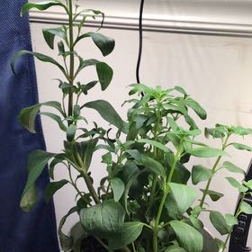 Photo of the plant species Summer Snapdragon by @ZappyMiro24 named Gomez on Greg, the plant care app