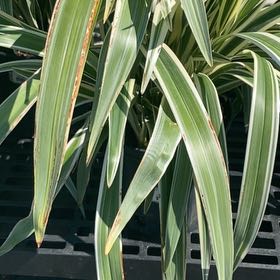 Photo of the plant species Spanish Dagger by @MovingDidelta69 named Lebron on Greg, the plant care app