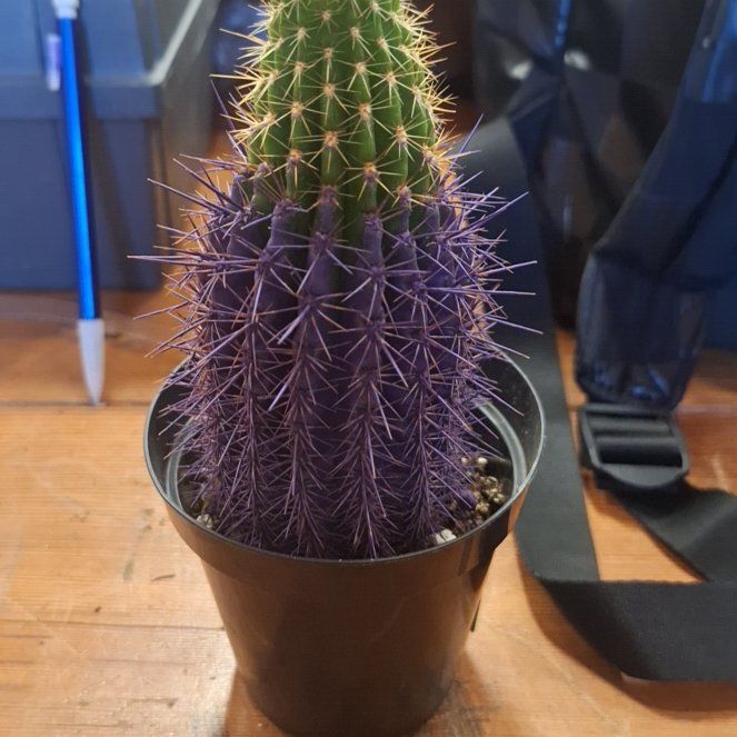 Photo of the plant species Kosmik Kaktus-a Special Cactus A by @UberSeagrapes80 named Lola on Greg, the plant care app