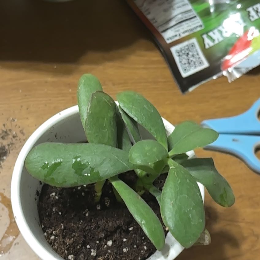 Photo of the plant species Assorted Crassula by @WinHemlock78 named Tupot amaroot on Greg, the plant care app