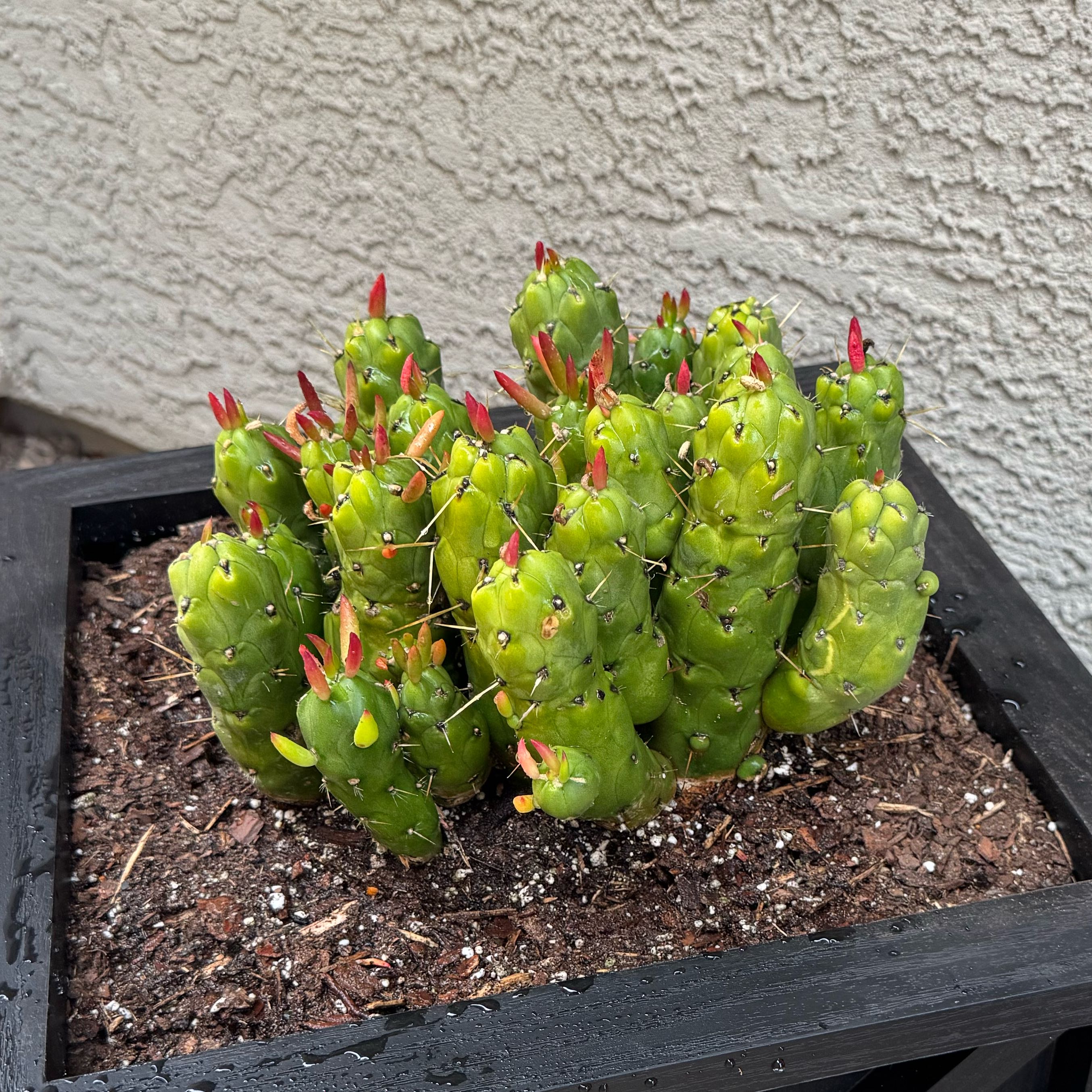 Photo of the plant species Gumby by @BlazingBlusher named Zeus on Greg, the plant care app