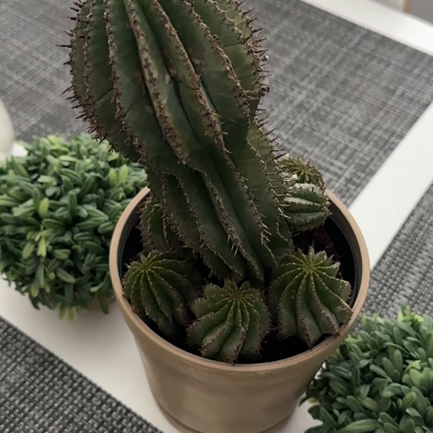 Photo of the plant species Milk Barrel Cactus by @BlazingBlusher named Athena on Greg, the plant care app
