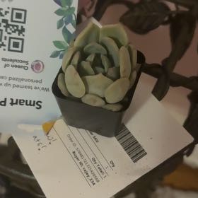 Photo of the plant species Graptoveria 'Moonglow' by @TotalWarnockia named Kardashian on Greg, the plant care app