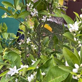 Photo of the plant species Cara Cara Orange Tree by @BuddingGreen45 named Gregarious on Greg, the plant care app