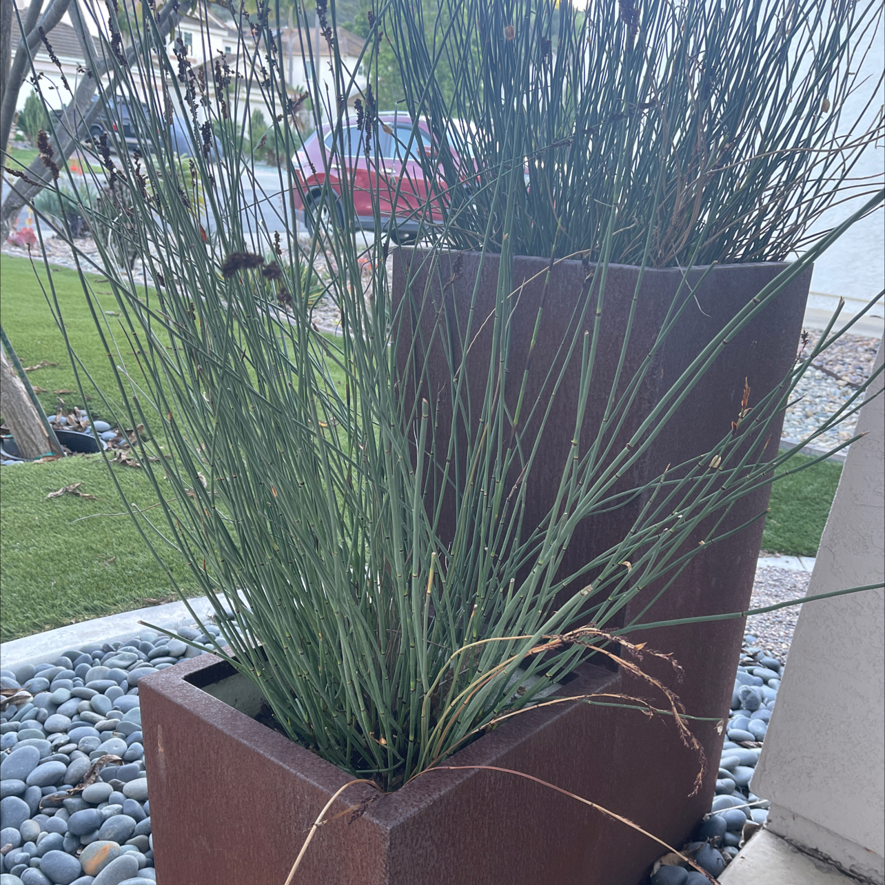 Photo of the plant species Spreading Rush by @BuddingGreen45 named Keanu Leaves on Greg, the plant care app
