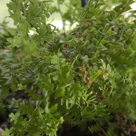 Photo of the plant species Jersey Fern by @QuotableKaraka2 named Clooney on Greg, the plant care app