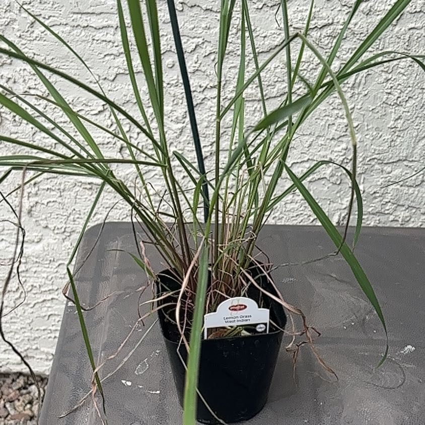 Photo of the plant species Johnsongrass by @HeroVelvetash21 named Jstdee on Greg, the plant care app