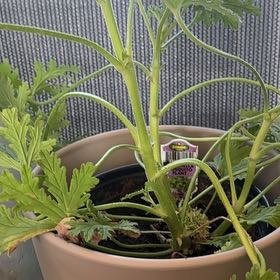 Photo of the plant species Citronella Grass by @HeroVelvetash21 named Jstdee on Greg, the plant care app