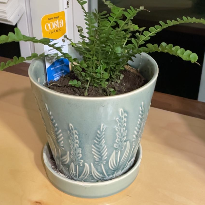 Photo of the plant species lemon butter fern by @CordialPomelo66 named Girlfrond on Greg, the plant care app
