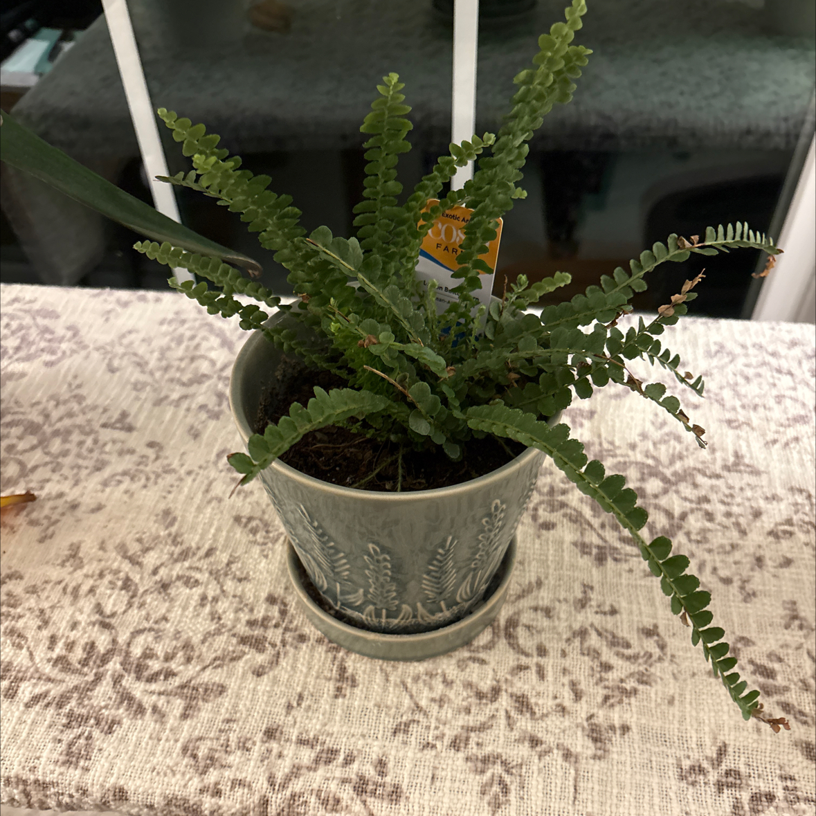 Photo of the plant species lemon butter fern by @Shelleyd13 named Girlfrond on Greg, the plant care app