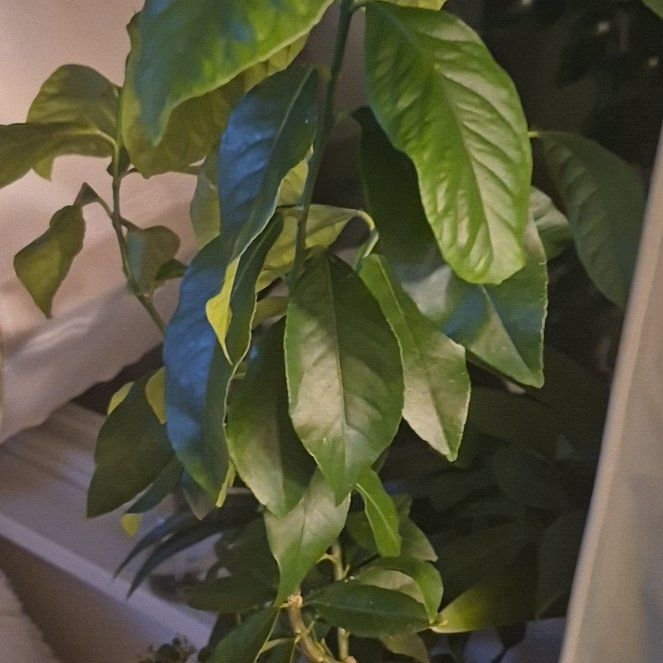 Photo of the plant species Eureka Lemon by @QualityOkra19 named Girlfrond on Greg, the plant care app