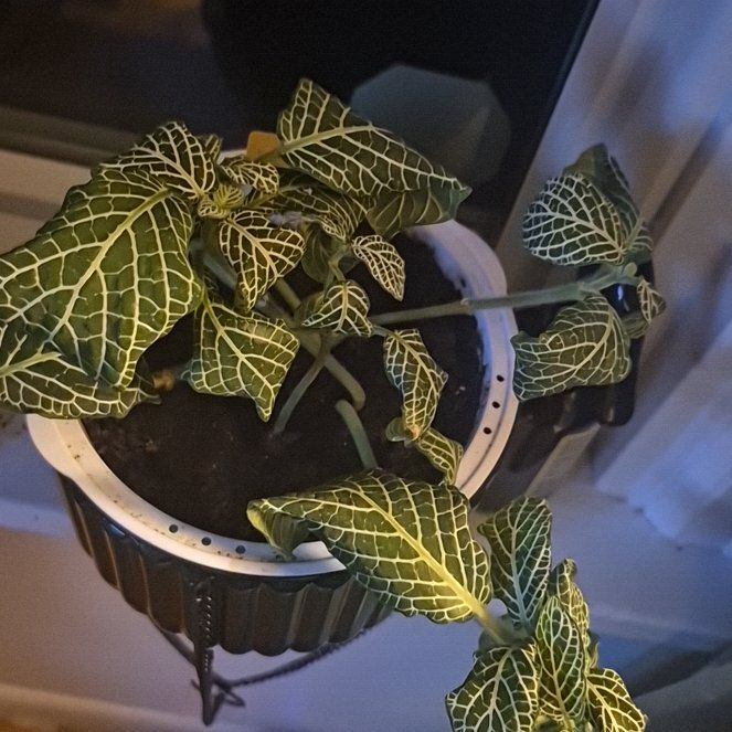 Photo of the plant species Superba Fittonia by @QualityOkra19 named Sonora on Greg, the plant care app