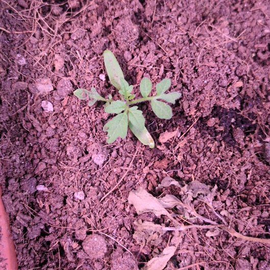 Photo of the plant species Cherry Tomato by @HappyBuroak98 named Anne on Greg, the plant care app