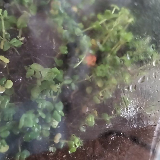 Photo of the plant species Common Water-Starwort by @TrueCaraway58 named Fernie Saunders on Greg, the plant care app