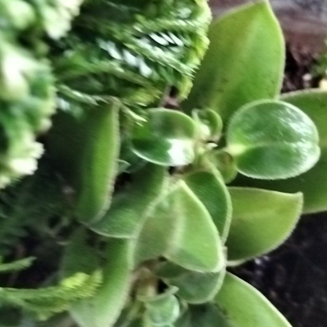 Photo of the plant species Peperomia by @TrueCaraway58 named Hamilton on Greg, the plant care app