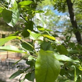 Photo of the plant species Oregon Crabapple by @PrudentRadish18 named Ulysses S Plant on Greg, the plant care app